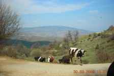 Караџица