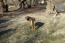 pesti_110_20090716_2023245472